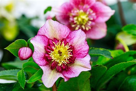 24 Winter Flowers That Will Add Vibrant Color To Your Garden Winter