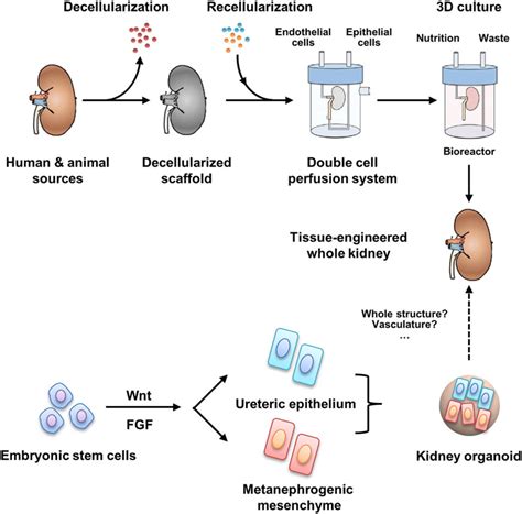 Cell culture is the growth of cells from an animal or plant in an artificial, controlled environment. Construction strategies in kidney tissue engineering. For ...