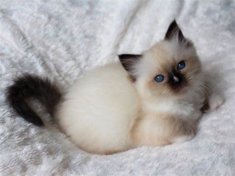 Shots and deworming have been done. Ragdoll Cats For Sale | Chicago, IL #291184 | Petzlover