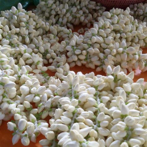 White Madurai Malli Flower At Rs 500kg In Madurai Id 10370608397