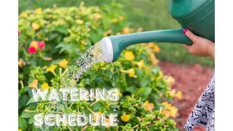 The Ideal Watering Schedule For Thriving Plants Domestic Plants