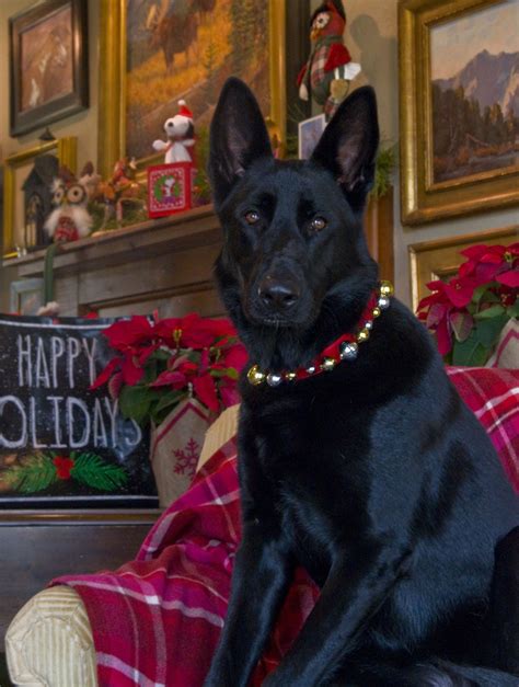 Timber Wishes All Of Her Friends A Merry Christmas German Shepherd Photography Black German