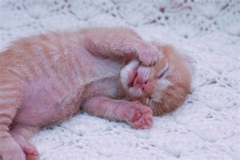 Newborn Kitten Care Guide