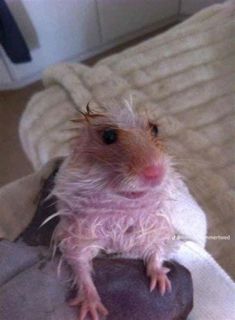 Hamster Meme Funny Hamsters Funny Animal Photos Funny Animals