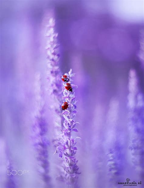 Check out amazing lavender_aesthetic artwork on deviantart. Heady lavender color | Lavender aesthetic, Lavender color, Purple aesthetic