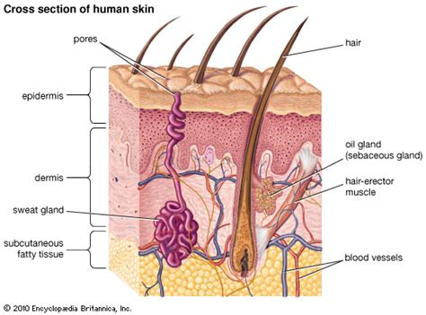 The extra sebum can block the hair follicle and result in a pimple. traitement au laser cicatrices d'acnée