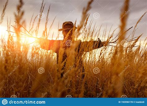 Scary Scarecrow In A Wheat Field At Sunset Stock Photo Image Of