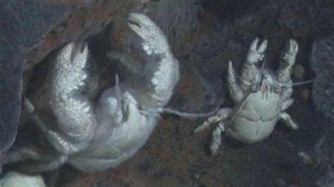 Hoff Yeti Crab Hitched Ride On Ocean Super Highway Bbc News