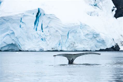 Antarctic Humpback Whale Megaptera Novaeangliae Photo Neko Harbor