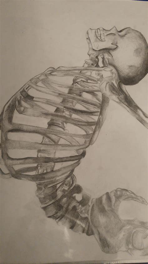 Skeleton drawing i did for GCSEs. : drawing