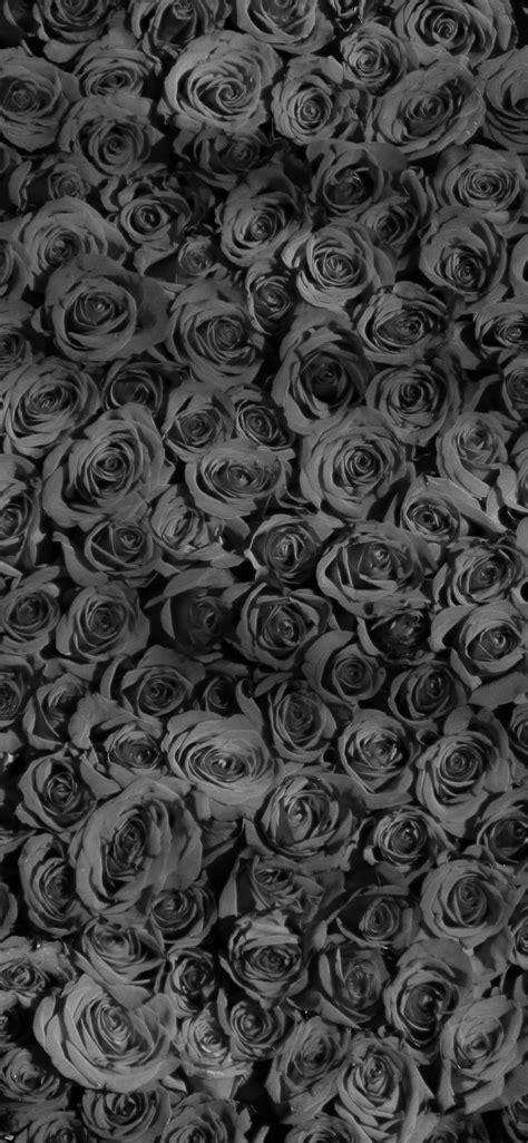 Black Rose Hd Iphone Wallpapers Wallpaper Cave