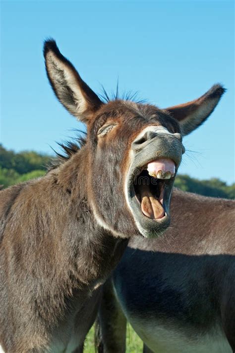 Funny Donkey Stock Photo Image Of Donkey Laughing Animal 55694688