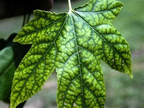 Chlorosis is a yellowing of leaf tissue due to a lack of chlorophyll. Iron Chlorosis