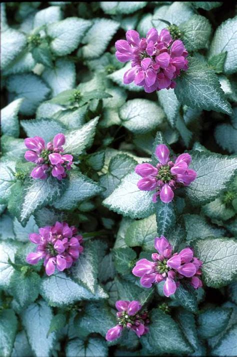 Top 18 Low Growing Plants For Ground Cover Garden Pics