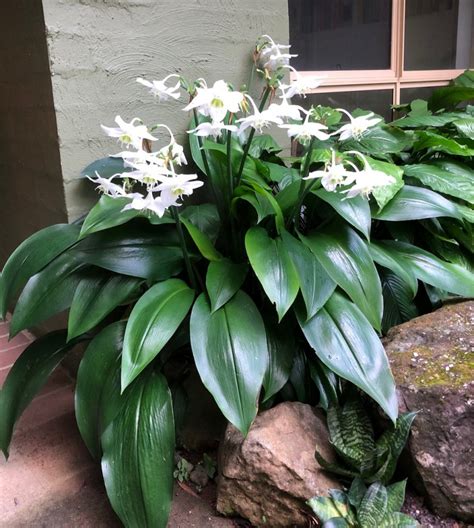 Plant Of The Month Eucharis Lilyplant Of The Month Eucharis Lily