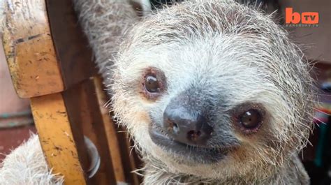 These Orphaned Baby Sloths Learning To Climb Will Be The Cutest Thing