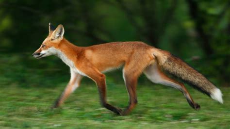 Unsettling Screams In Maryland Woods Are Foxes State Says The