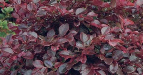 Its foliage becomes brilliant red in autumn. Bloom/Feature Magenta ribbons in spring Plant Type Shrubs ...