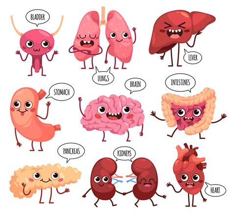 Cartoon Cute Organs Characters Happy Healthy Human Organs Funny Kidn