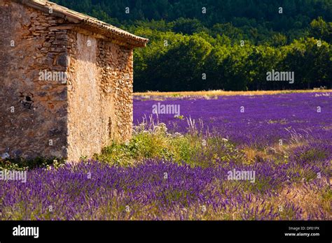 Old Stone Hut In A Blooming Field Of Lavender Lavandula Angustifolia