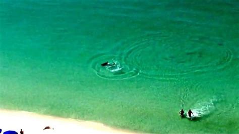 Shark Scare On A Florida Beach Video Abc News