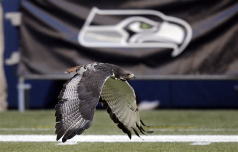 Taima The Hawk Seattle Seahawks Sportsmascots Wikia Fandom