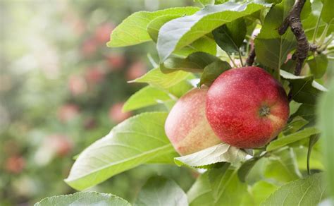 There are several pests or groups of pests that feed on apple leaves. 4 Common Apple Tree Diseases