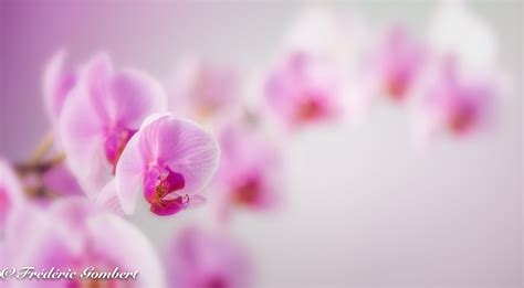Pink Orchid In Macroshot Hd Wallpaper Wallpaper Flare