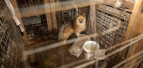 Sadly, dogs are considered livestock, a cash crop and just another. ASPCA Petitions U.S. Government for Stronger Puppy Mill ...