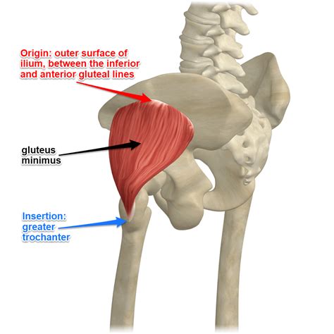 Muscle Diagram Gluteus Blogger Lagi