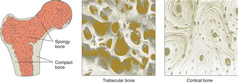 Spongy Bone Tissue Diagram