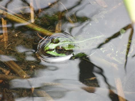 Free Images Nature Leaf Flower Lake Pond Wildlife Swim Green