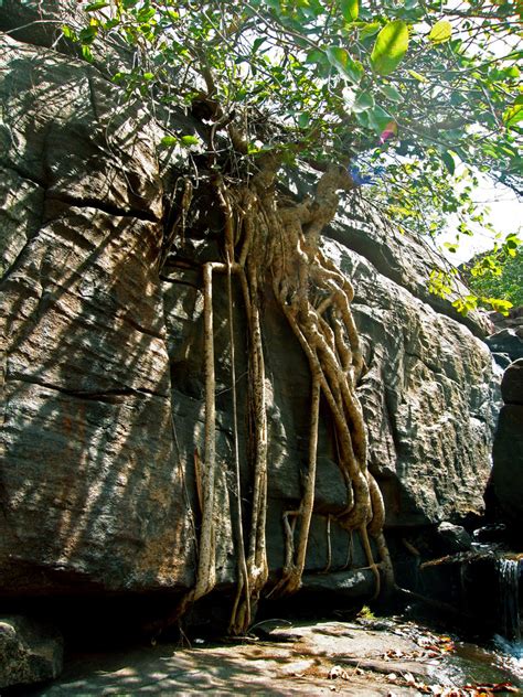 The ficus tree's root system is very invasive. Root systems | Page 2 | Vertical Garden Patrick Blanc