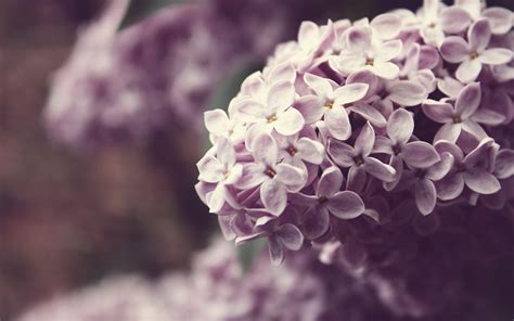 Lilac Wallpapers Background Pictures