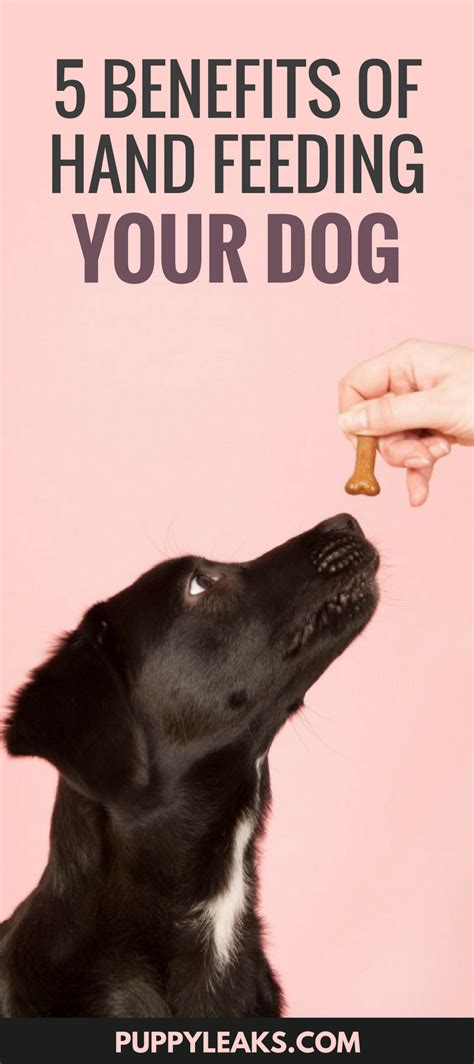 5 Benefits Of Hand Feeding Your Dog Feeding Puppy Dog Training Dogs