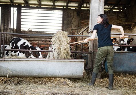 Female Organic Farmer Feeding Pitch Fork Of Hay To Calves On Dairy Farm