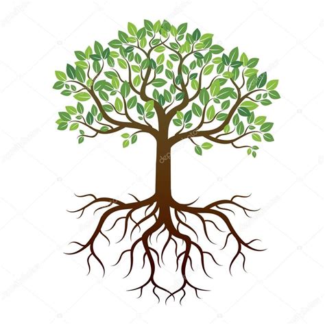 Color Tree And Roots Vector Illustration Roots Illustration Roots