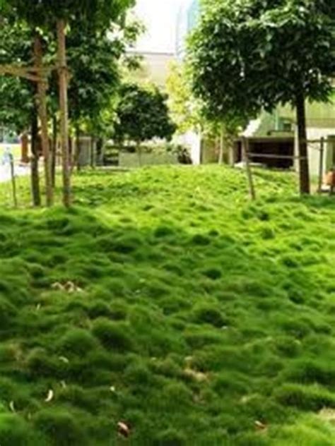 No Mow Grass Zoysia Tenuifolia Turf Groundcover Lawn Plants Min Mow
