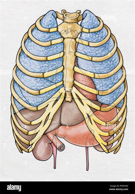 Internal Anatomy Of Human Ribcage Showing Lungs Liver Stomach And