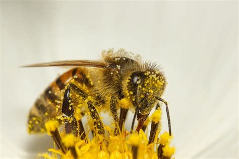 Bee Honey Insect Free Photo On Pixabay Pixabay