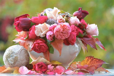 Rose Autumn Flower Free Photo On Pixabay