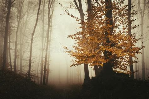Creepy Autumn Path Stock Images Download 916 Royalty