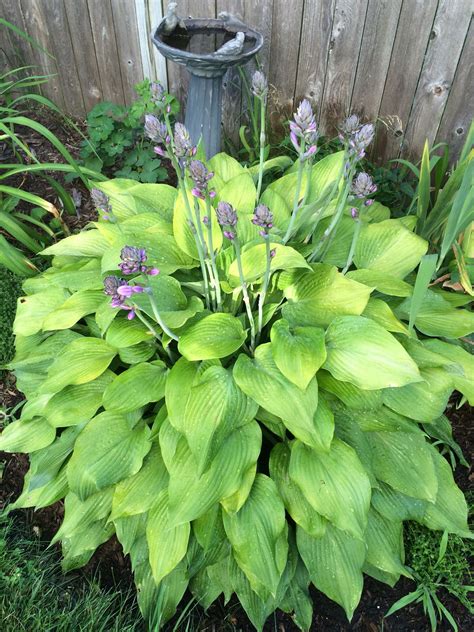 Dwarf key lime trees possess small but persistent thorns. Key lime (With images) | Hostas