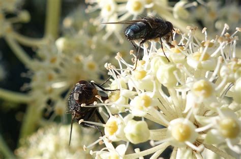 Airlines with flights to dusseldorf listed at skyscanner. Urban Pollinators: Flies: the forgotten pollinators