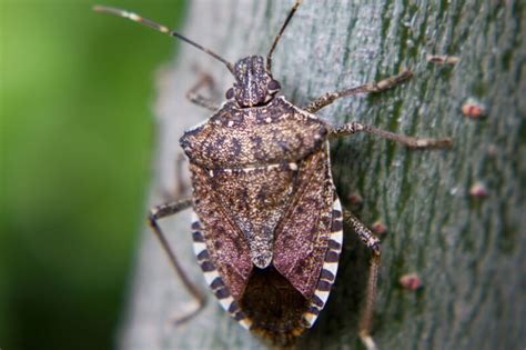 Five Signs Of Stink Bugs In Your Home Abarb Pest Services