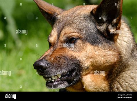 Close Up Of German Shepherd Growling Stock Photo Alamy