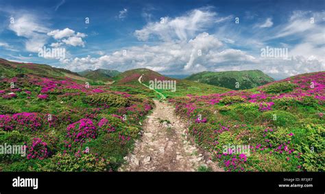 Magic Pink Rhododendron Flowers On Summer Mountain Blue Sky And Fluffy