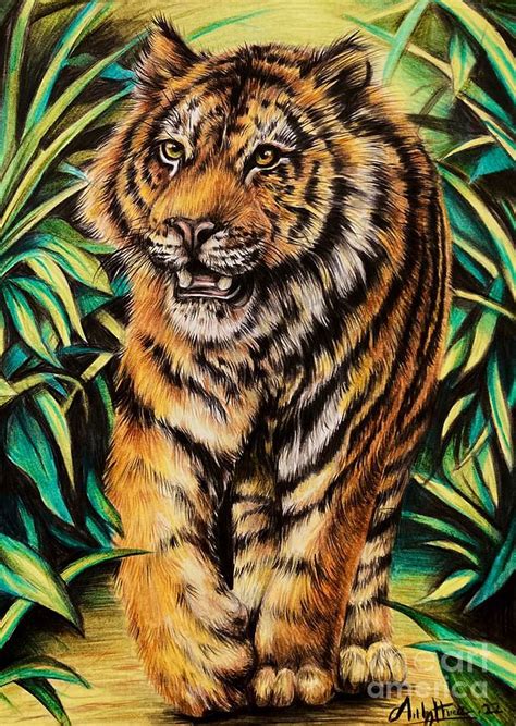 Jungle Tiger Drawing By Art By Three Sarah Rebekah Rachel White Pixels