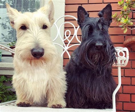 Scottish Terriers Personality Temperament And Everything You Need