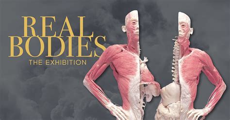 Real Bodies The Exhibition 2018 Ticketbooth Australia